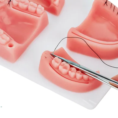 Oral Teeth Model Teaching - Tooth Model Teaching Aids Suturing Practice - Skin Pad - Silicone Model