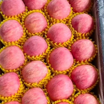 Best Price for Fresh Fuji Gala Apples Crisp and Delicious Green and Red Sweet Taste