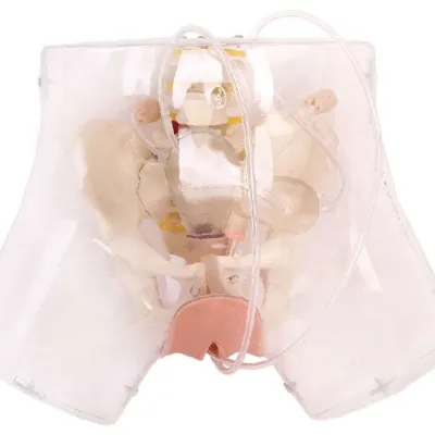 Advanced Transparent Female Anatomy Model for Medical Science Curettage Training Tool