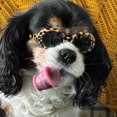 Fashion Design Multi Uv Protection Fashion Cat Pet Accessories Puppy Eye Wear Glasses Dog Sunglasses
