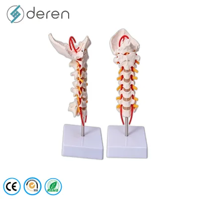 Advanced Life Size Cervical Spine Model with Muscles Brainstem and Occipital Bone for Neurosurgery Training PVC Material