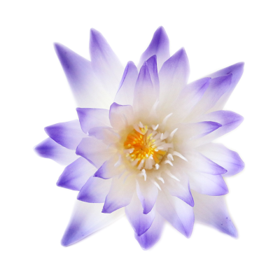 Lily Pad Natural Nymphaea Tetragona Preserved Lotus Flower Water Lily