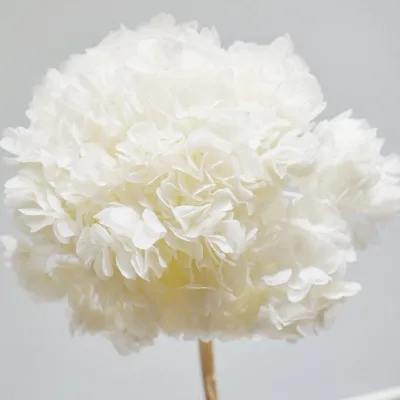 Wholesale Preserved Flower Preserved Big Leaf Hydrangea for Flower Bouquets