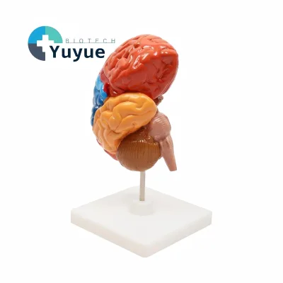 Half Human Brain Anatomy Model Color Coded Functional Partition Brain Structure Display Model for Neuroscience Biology Teaching