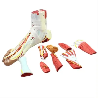 High Quality Detachable Human Foot Muscle Anatomical Model With Blood Vessels And Nerves 9 parts