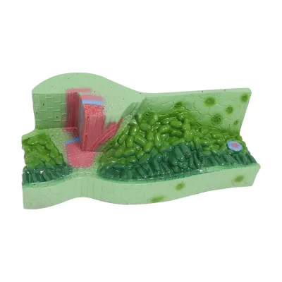 Leaf Construction Model Plant Enlargement Display Anatomical Model Biology Teaching Instrument Experimental Equipment