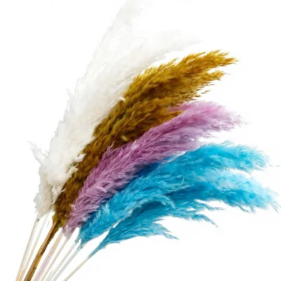 Handmade Cross-border Wholesale Preserved Flowers Dried Reed Pampas Grass Feather Reed Grass Wedding Dcor Materials China Origin