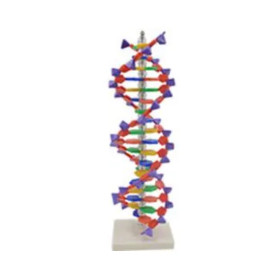Vivid DNA Anatomical Model for School Teaching-Medical Science Application