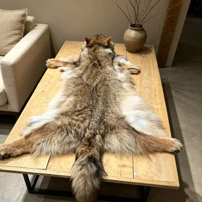 Wholesale High Quality Wolf Fur Pelt Luxury Genuine Natural Whole Coyote Pelts Skins Hides for Home Decoration