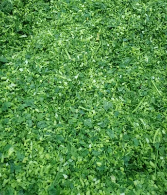 IQF Frozen Coriander Chopped 3-5mm Grade a Natural Green Cilantro for Industrial Bulk