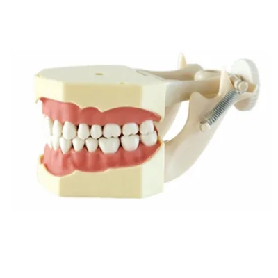 Dental Teeth Study Model Detachable Tooth Practice Model