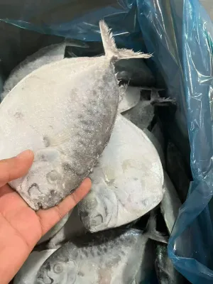 Frozen Moonfish Products Whole Round