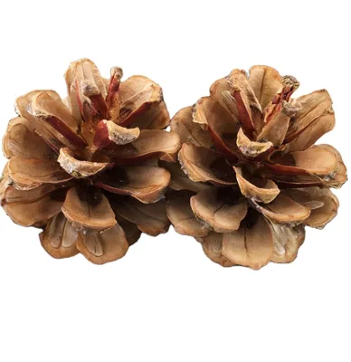High Quality Natural Raw Dried Empty Organic Dry Pine Cone Pinus Sylvestris Fruits Shell for Sale