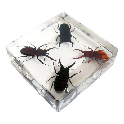 Resin Crystal Insect Animal Amber Specimen Paperweight