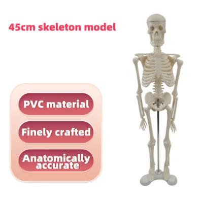 45cm PVC Half-Body Human Skeleton Model Medical Science Manikin for Hospital & School Training Plastic Material