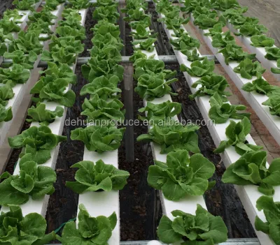 Factory Price Greenhouse Project Hydroponics in Pvc Pipe