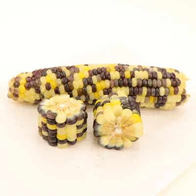 Low-Fat Corn Snacks Vacuum Packed Boiling Waxy Sweet Mottled Corn Cob Wholesale