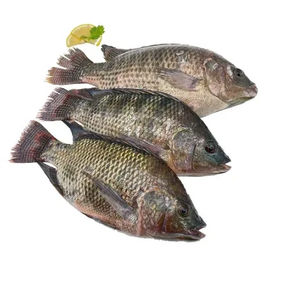 Low-Fat Nutritious Whole Frozen Tilapia Fish Grade a HACCP/BRC Certified Direct From Shandong Factory Farm