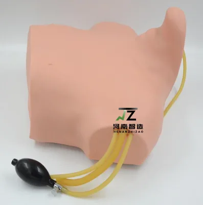 Advanced Pvc Central Venous Puncture and Catheterization Training Model