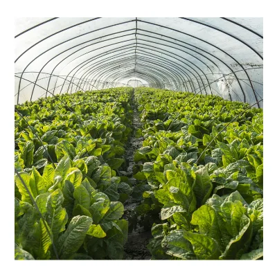 Chinese Single Span Plastic Film Tunnel Greenhouse Agriculture Greenhouse Invernadero Single Arch Cheapest Greenhouse for Sale