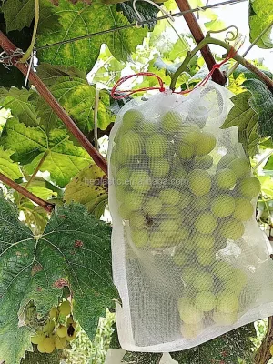 Agricultural Net Covers for Fruit Ripening and Pest Control