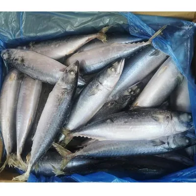 Sustainable Deep Sea Frozen Mackerel High Fish Oil IQF Process for Importers