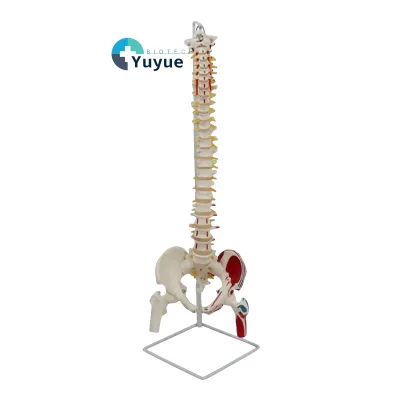 88cm Natural Spine Model - With Occipital Bone, Pelvis, Femurs, Blood Vessels, Spinal Nerves, and Muscle Attachments