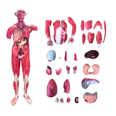 High Quality Art Muscle Model /medical Anatomical Model/human Body Muscle Model Customized Life Size Manikin