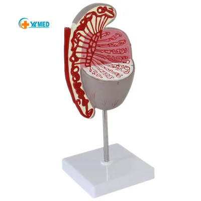 Teaching Equipment Medical School Uses Anatomical Models Reproductive and Urinary System Testicular Model Human Structural Model