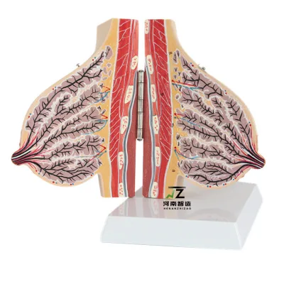 Lactation Breast Model Medical Pvc Breast Anatomy Model During Lactation Female Breast Model