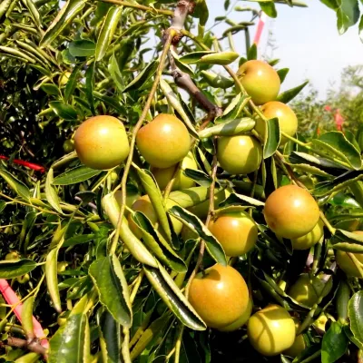 Chinese Winter Jujube Fresh Fruits Single Quotation Price Export Specialty Fruit
