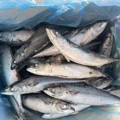 Seafood Supplier Exports Frozen Sea Food Fish Bulk Frozen Pacific Mackerel for West African Market