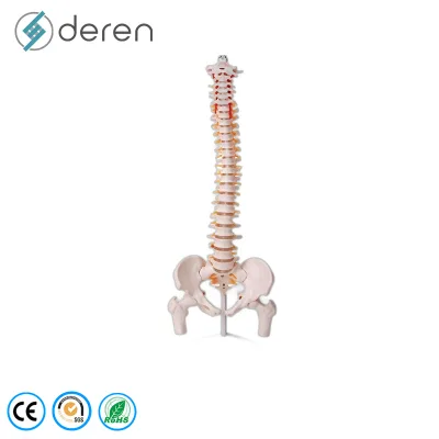 Flexible Spine Model with Color Coded Vertebrae and Removable Femur Heads for Anatomy Study