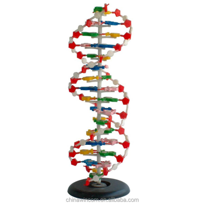 DNA MODEL for UNIVERSITY EDUCATION