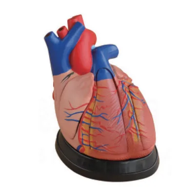 Medical Science Human Heart Anatomical Model 5 Parts Middle Heart Model for Teaching