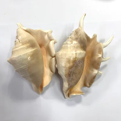 Natural Conch Shell Fish tank Decoration Landscaping Sea Sprial Shells