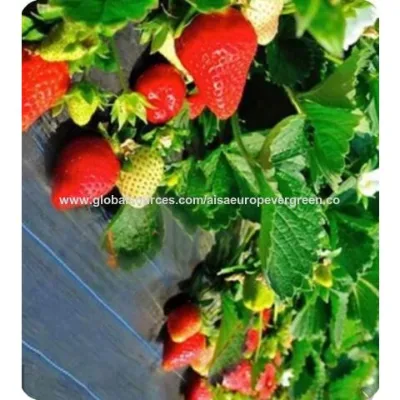 Manufacturer Weed-proof Breathable Water-permeable OEM Customization Cutting Service Weed Barrier