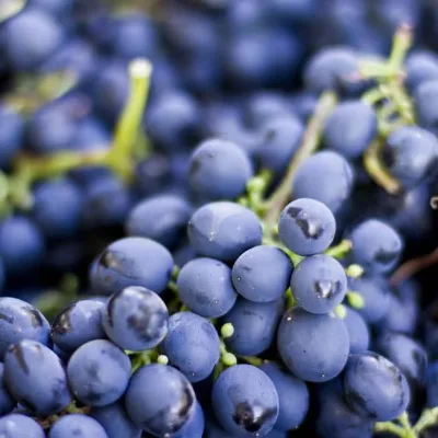 Wholesale High Quality Sweet Seedless Fresh Table Grapes