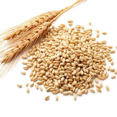 High Quality Wheat With a Lot of Useful Elements Wheat Grain