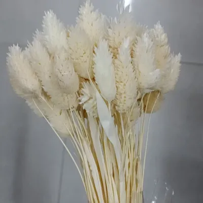 Preserved Grass Crown of Thorns Dry Flower Arrangement Wedding Diy Material Natural Dried Plant Bouquet
