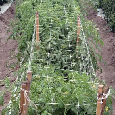 Nets Strengthening Plants Plastic Pressed Style White Trellis Netting for Plants