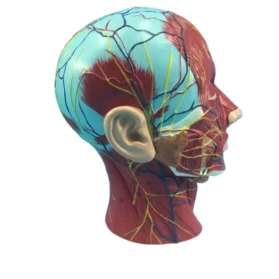 Teaching Resources Human Half Head Anatomical With Muscle Veins Brain Anatomy Model