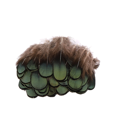 Golden Pheasant Green Plumage Feathers