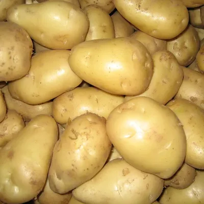 Holland Potato Fresh Potato Price 200-300g Size 100-200g Light Yellow Fresh Potato