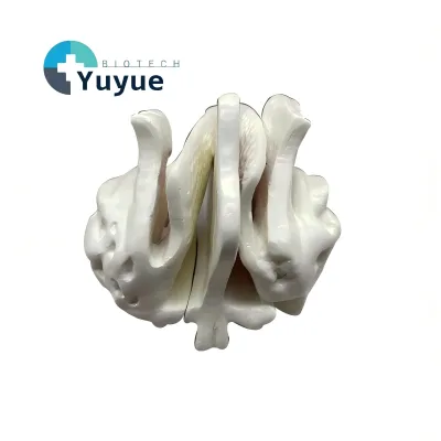 Enlarged Human Ethmoid Bone Model Anatomical Bone Structure Display Model for Biology Teaching Demonstration