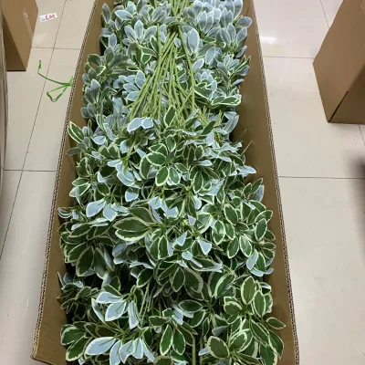 LE-417 85cm Faux Variegated Umbrella Leaf Artificial Schefflera Branch Greenery Stem for DIY Green Filler Leaves