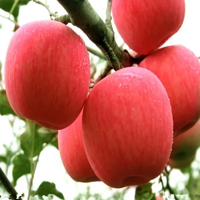 China apple Fruit Brands Sweet Fresh apple