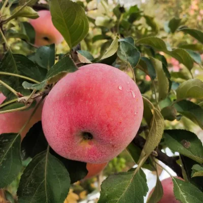 Fuji Apples at Their Freshest: Crisp Bites of Pure Sweetness