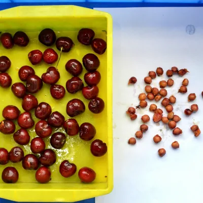 Automatic Cherry Stoner Output 50-70kg/h Small Model Cherries Pitting Machine