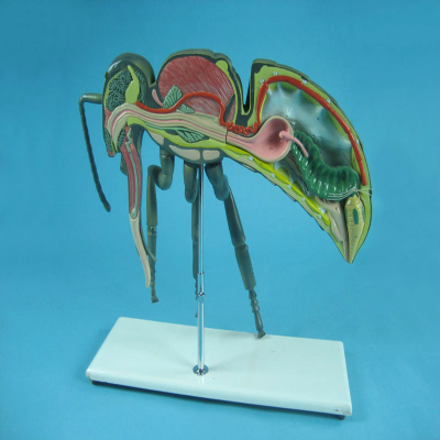 New Medical School Biology Teaching Aids Plastic Anatomical Bee Structure Model